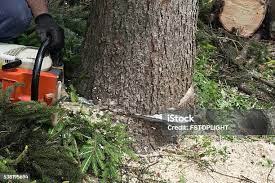 How Our Tree Care Process Works  in  Bushland, TX