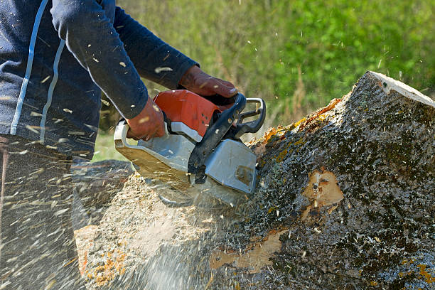 Best Seasonal Cleanup (Spring/Fall)  in Bushland, TX